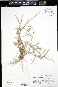 Anthephora hermaphrodita image