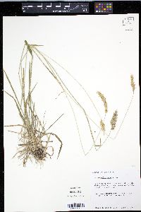 Anthoxanthum odoratum image