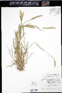Anthoxanthum odoratum image