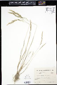 Apera interrupta image