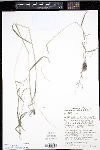 Sphenopholis intermedia image