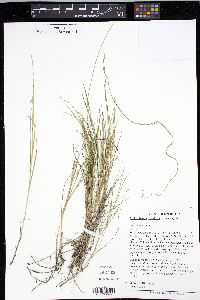 Muhlenbergia cuspidata image