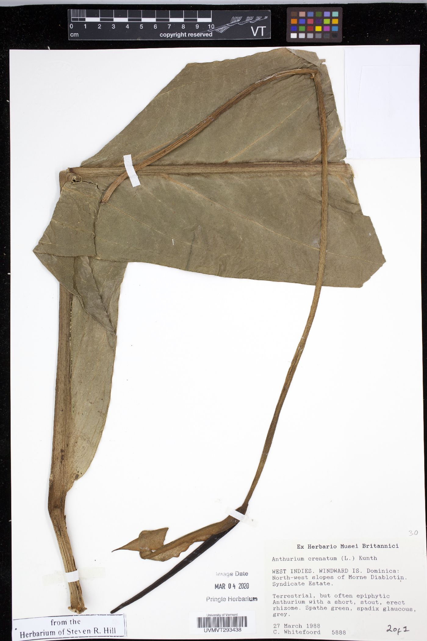 Anthurium crenatum image