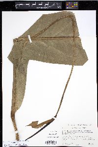 Anthurium crenatum image