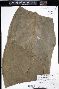 Anthurium crenatum image