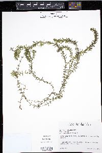 Hydrilla verticillata image