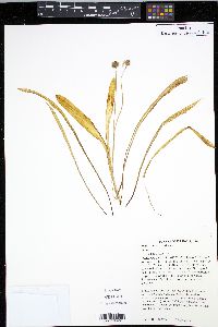 Scilla siberica image