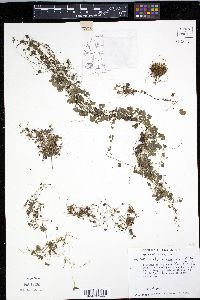 Media resource of Sibthorpia repens