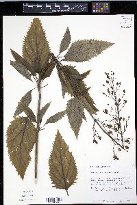 Scrophularia lanceolata image