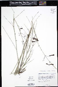 Russelia equisetiformis image