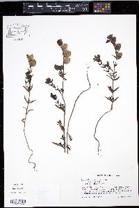 Rhinanthus minor subsp. minor image