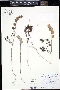 Rhinanthus minor subsp. minor image