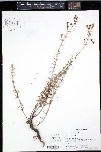 Penstemon triphyllus image