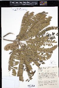 Alvaradoa subovata image