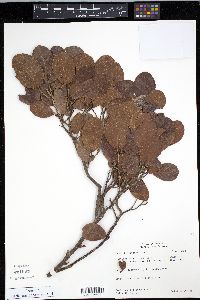 Coccoloba diversifolia image
