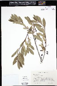 Prunus pumila image