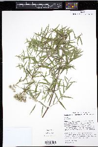 Pycnanthemum virginianum image