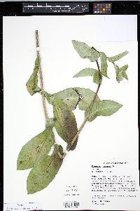 Nabalus racemosus image