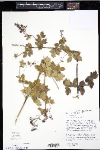 Thalictrum amphibolum image