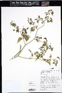 Media resource of Capsicum chacoense