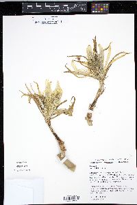 Acanthocereus tetragonus image