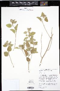 Malvastrum grandiflorum image