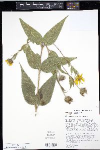 Helianthus hirsutus image