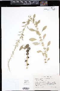 Amaranthus tuberculatus image