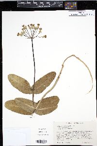 Asclepias amplexicaulis image