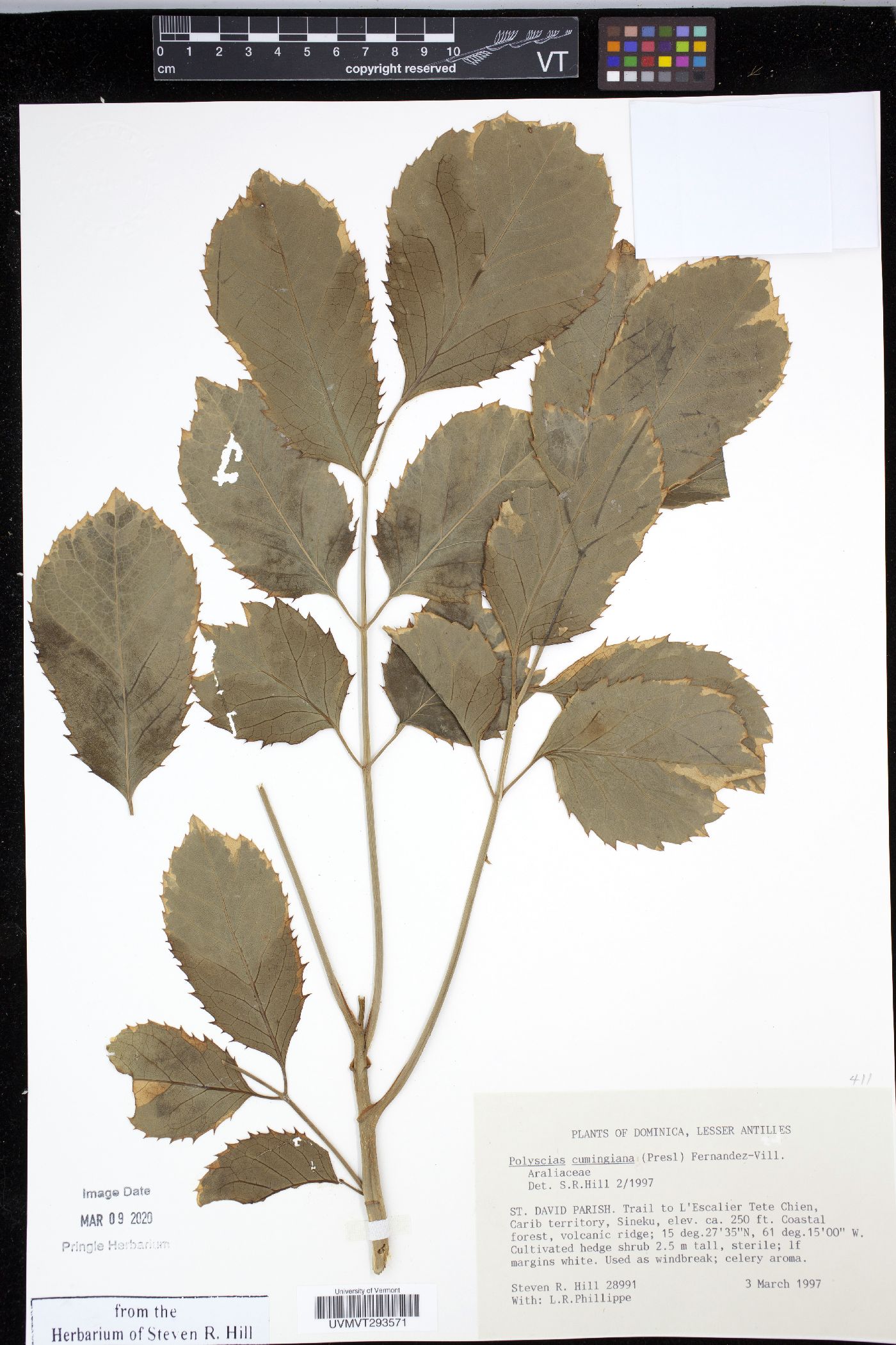Polyscias cumingiana image