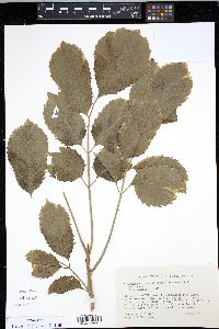Media resource of Polyscias cumingiana