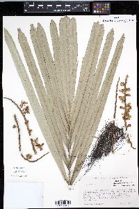 Arenga engleri image