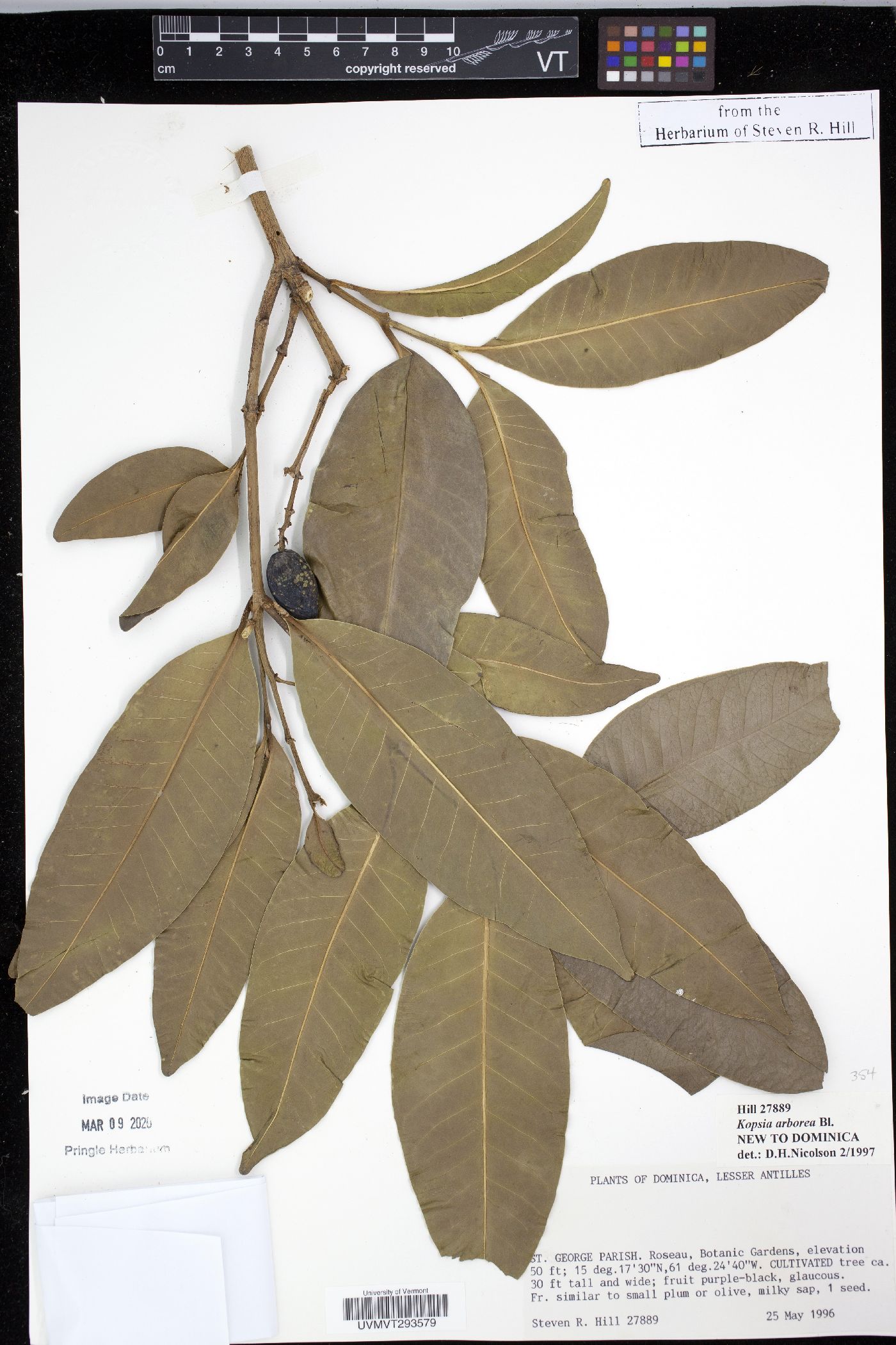 Kopsia arborea image