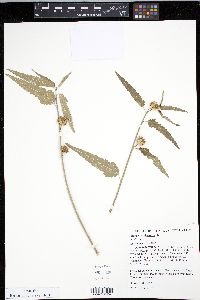 Media resource of Pentapetes phoenicea