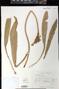 Primula parryi image