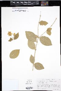 Jasminum sambac image