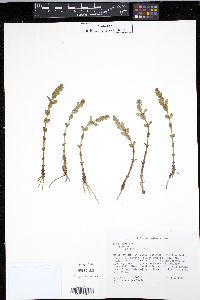 Glaux maritima image