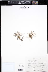 Androsace septentrionalis image