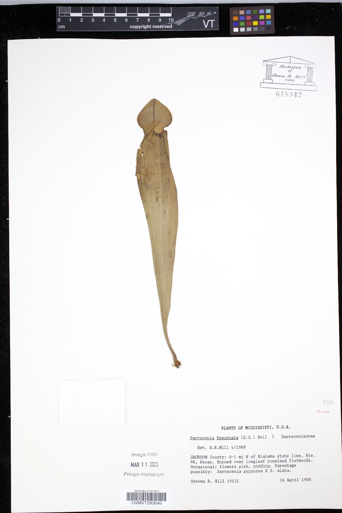 Sarracenia x exornata image