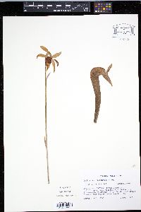 Darlingtonia californica image