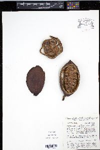 Theobroma cacao image
