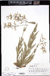 Penstemon pallidus image