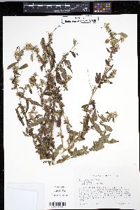 Symphyotrichum ontarionis image
