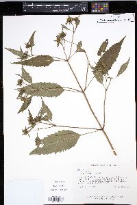 Bidens tripartita image