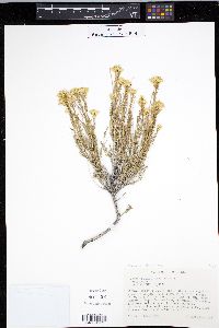 Isocoma pluriflora image