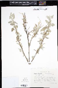 Ambrosia deltoidea image