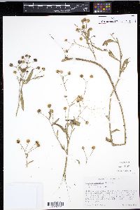 Boltonia asteroides image