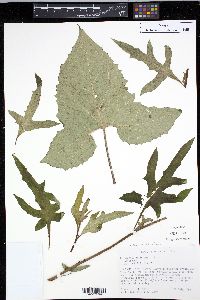 Nabalus altissimus image