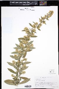 Solidago sciaphila image