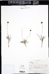 Thelesperma subnudum image